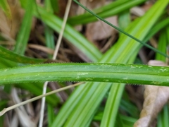 Carex pilosa