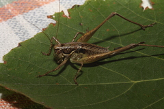 Pachytrachis gracilis