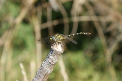 Onychogomphus uncatus