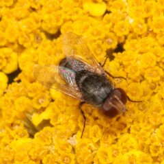 Miltogramminae