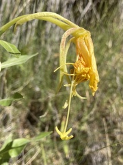 Oenothera elata