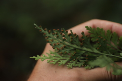 Asplenium theciferum