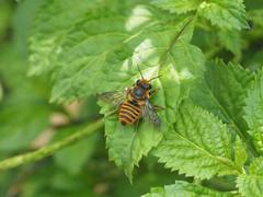 Megachile rufovittata