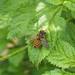 Megachile rufovittata - Photo (c) Hong, alguns direitos reservados (CC BY-NC), uploaded by Hong