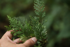 Asplenium theciferum
