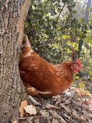 Gallus gallus domesticus