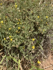 Heterotheca villosa