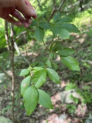 Vaccinioideae