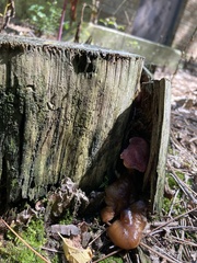 Tricholomopsis rutilans