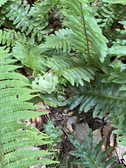 Herpetogramma sphingealis
