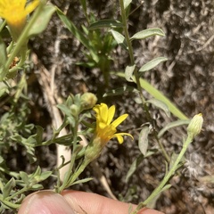 Heterotheca villosa