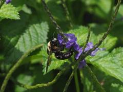 Xylocopa tranquebarorum