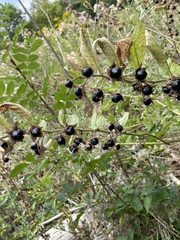 Atropa belladonna