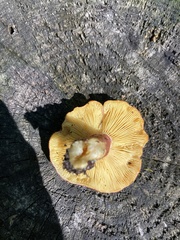 Tricholomopsis rutilans