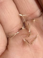 Heterotheca villosa