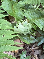 Herpetogramma sphingealis