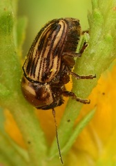 Cryptocephalus spurcus