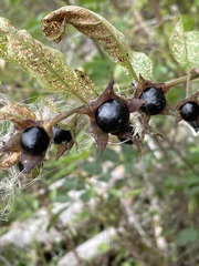 Atropa belladonna