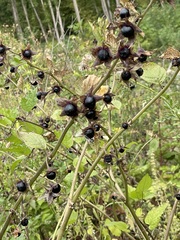 Atropa belladonna