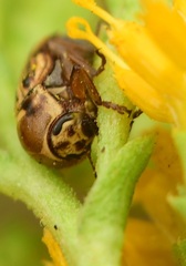 Cryptocephalus spurcus