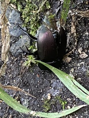 Geotrupes splendidus