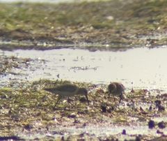 Calidris ferruginea