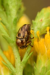 Cryptocephalus spurcus