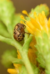 Cryptocephalus spurcus