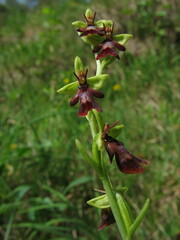 Ophrys insectifera