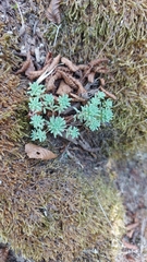 Sedum