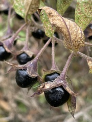 Atropa belladonna