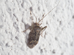 Phytocoris