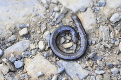 Anguis fragilis