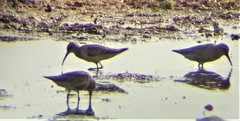 Calidris ferruginea