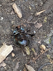 Geotrupes splendidus