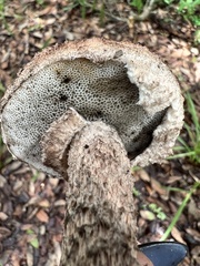 Strobilomyces