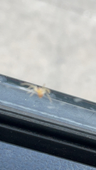 Hentzia mitrata