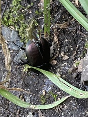 Geotrupes splendidus