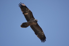 Gypaetus barbatus
