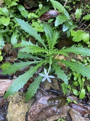 Hippobroma longiflora