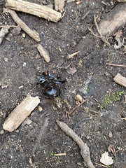 Geotrupes splendidus