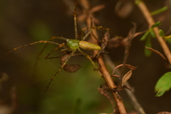 Peucetia viridans