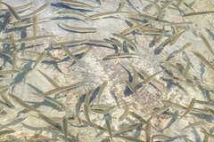 Actinopterygii