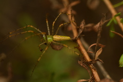 Peucetia viridans