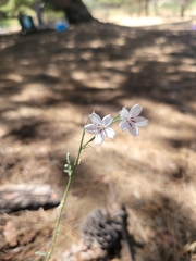 Stephanomeria virgata