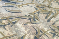 Actinopterygii