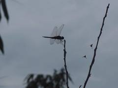 Tramea transmarina euryale