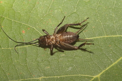 Melanogryllus desertus