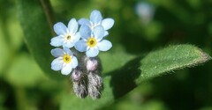 Myosotis arvensis