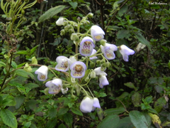 Jovellana punctata